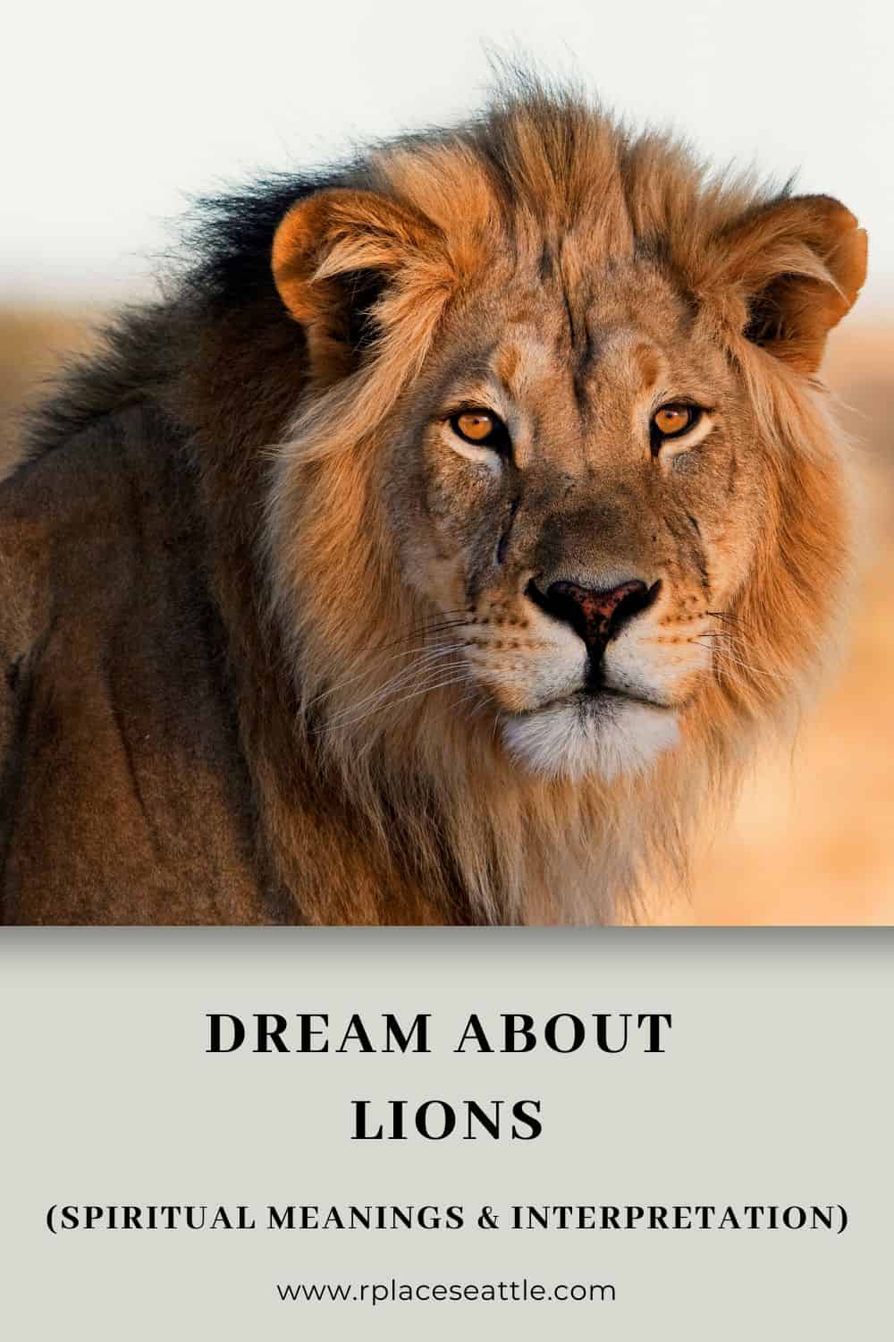Lion Dream Meanings