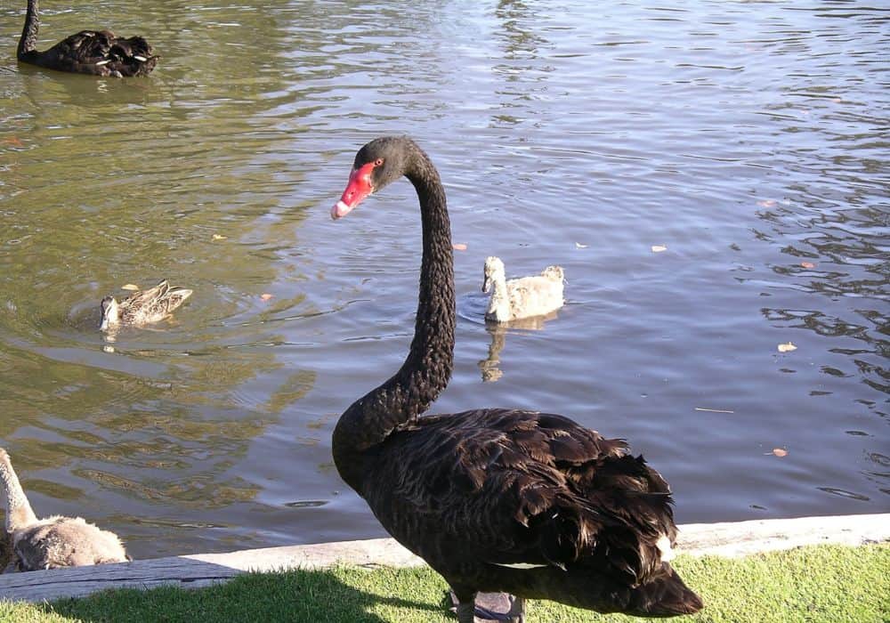 Black Swan In Literature