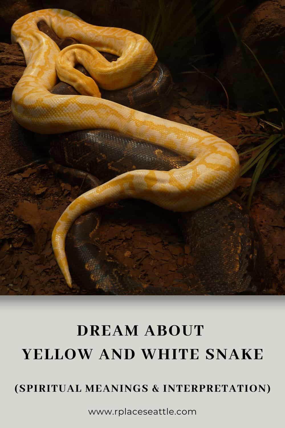 Dream About Yellow and White Snake (Spiritual Meanings & Interpretation)