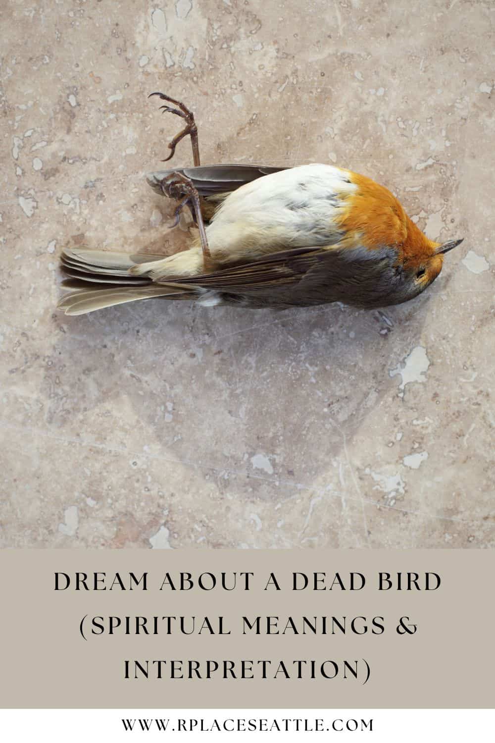 Dream About A Dead Bird (Spiritual Meanings & Interpretation)