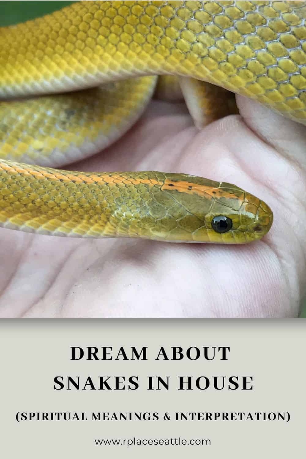 Dream About Snakes In House