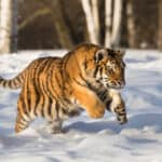 Dream About Tiger Chasing Me (Spiritual Meanings & Interpretation)
