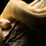 Dream About Yellow and White Snake (Spiritual Meanings & Interpretation)