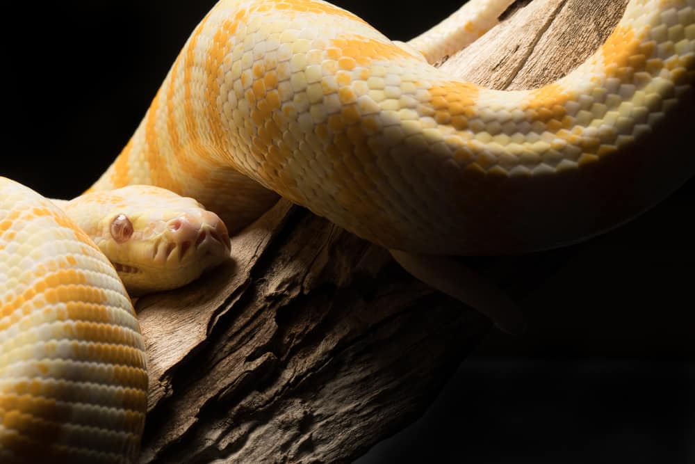 Dream About Yellow and White Snake