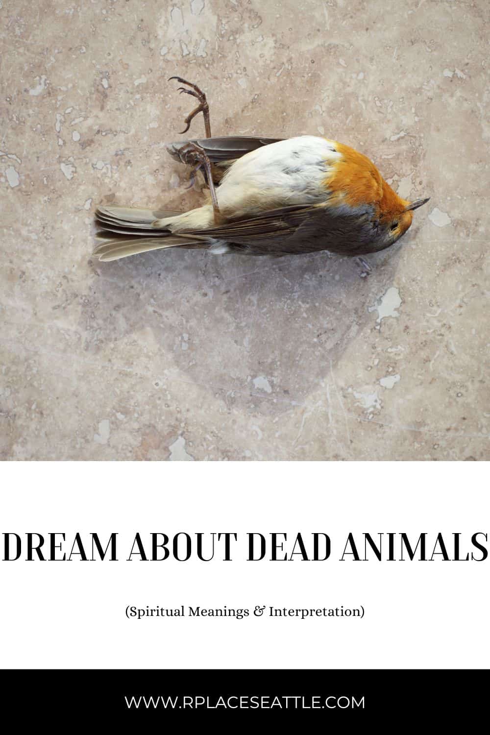Dreaming About Dead Animals (Spiritual Meanings & Interpretation)