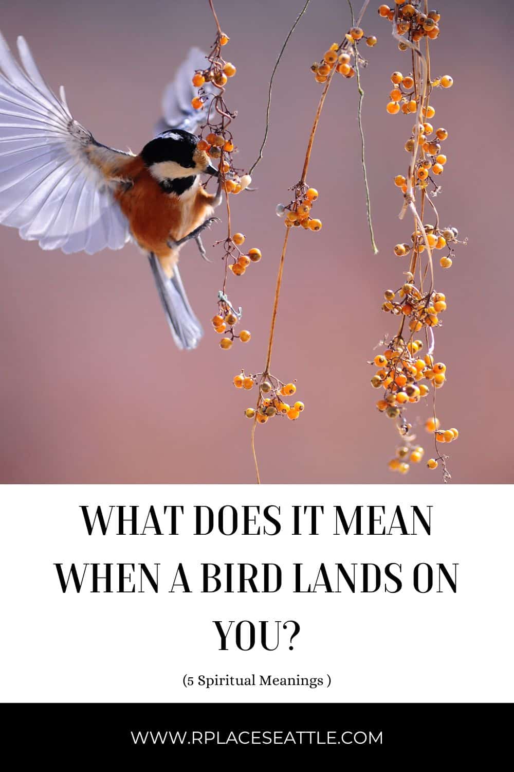 What Does It Mean When A Bird Lands On You? (5 Spiritual Meanings)