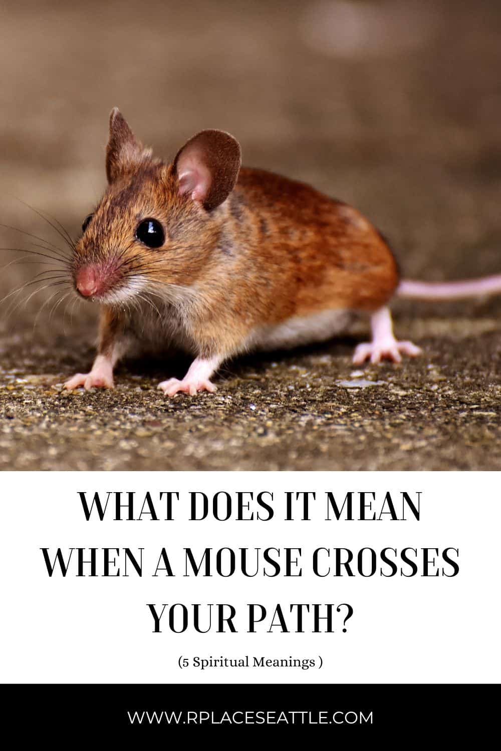 What Does It Mean When A Mouse Crosses Your Path? (5 Spiritual Meanings)