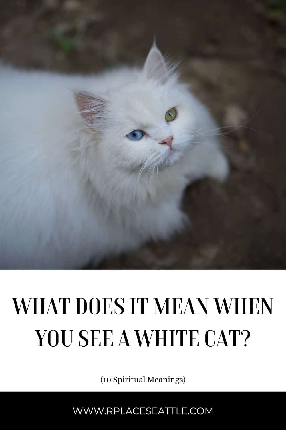 What Does It Mean When You See A White Cat? (10 Spiritual Meanings)