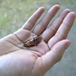 What Does it Mean When a Cockroach Crawls on You? (10 Spiritual Meanings)