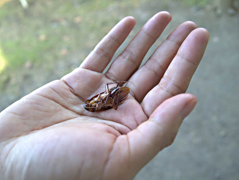 What Does it Mean When a Cockroach Crawls on You? (10 Spiritual Meanings)