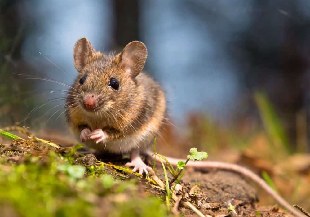 What It Could Mean If A Mouse Crosses Your Path