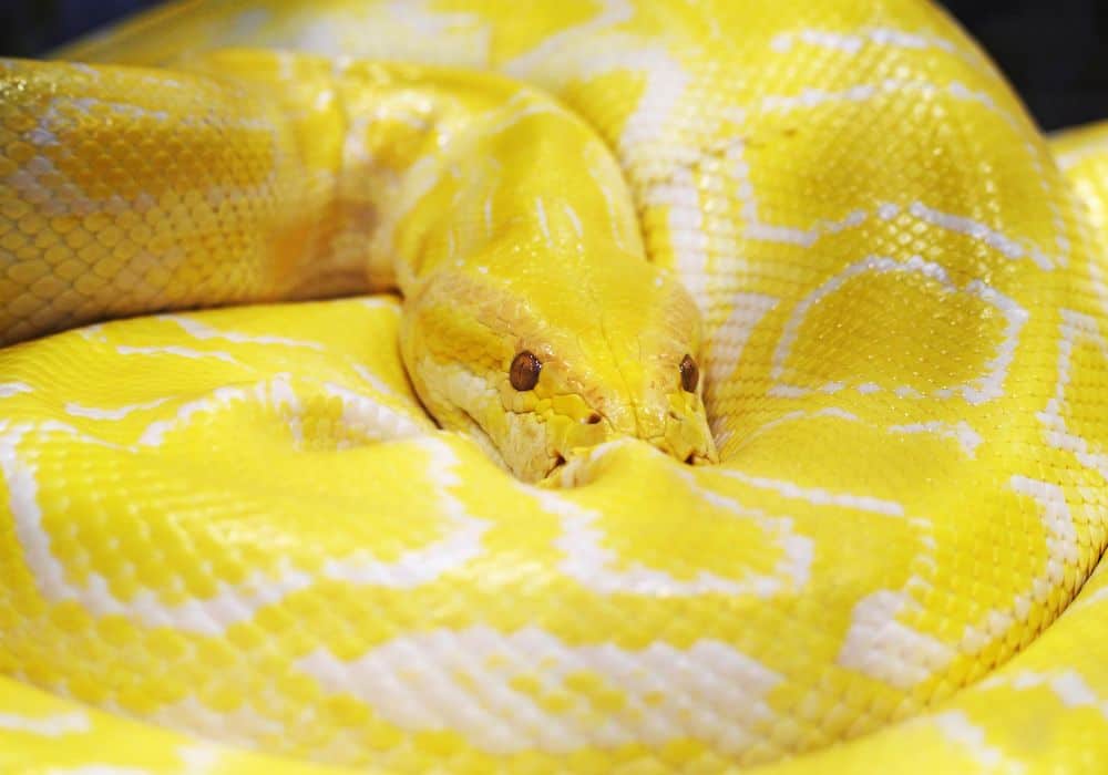 Yellow and White Snake Dreams