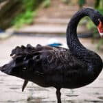 Black Swan Symbolism (Spiritual Meanings & Interpretation)