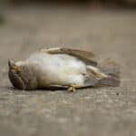 Dream About A Dead Bird (Spiritual Meanings & Interpretation)