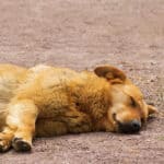 Dreaming Of A Dead Dog (Spiritual Meanings & Interpretation)