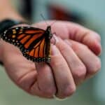 What Does It Mean When A Butterfly Lands On You? (Spiritual Meanings & Interpretation)
