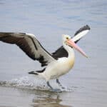 What Does It Mean When A Pelican Crosses Your Path? (6 Spiritual Meanings)