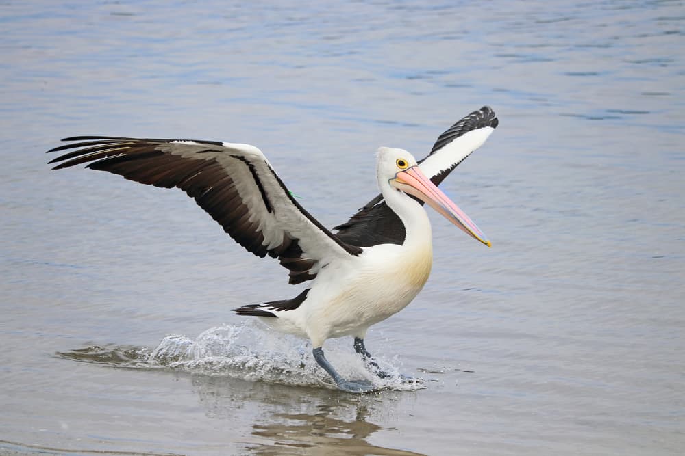 what does it mean when a pelican crosses your path