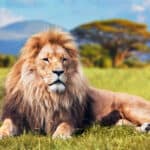 Dream about Lions (Spiritual Meanings & Interpretation)