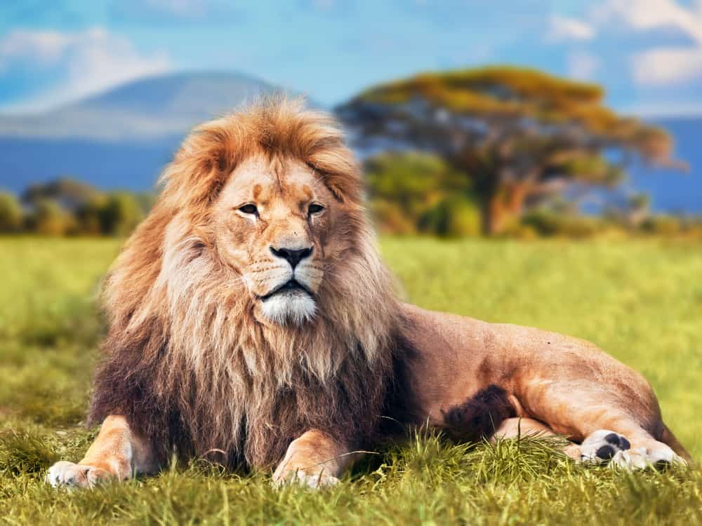 Dream about Lions (Spiritual Meanings & Interpretation)