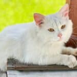 What Does It Mean When You See A White Cat? (10 Spiritual Meanings)