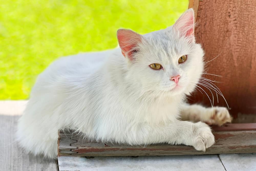 what does it mean when you see a white cat