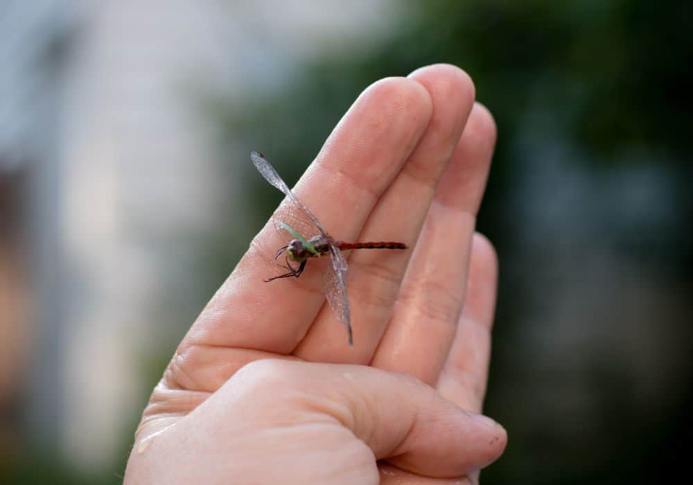 Cultural Symbol of Dragonflies