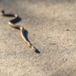 What Does It Mean When You See A Snake In Your Path? (Spiritual Meanings & Interpretation)