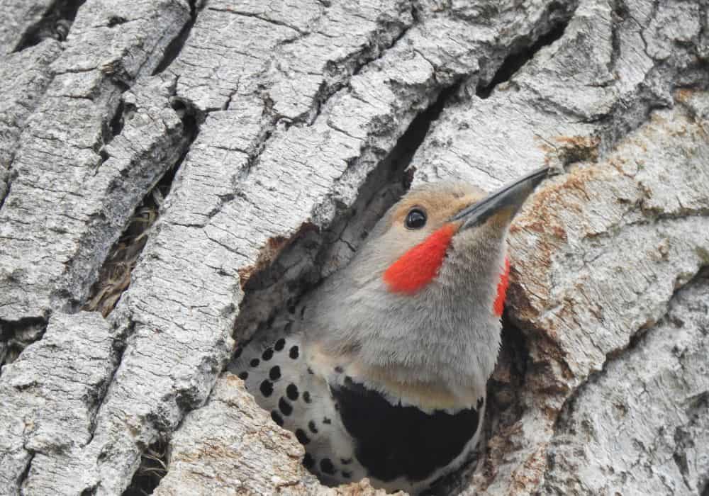 Northern Flicker as a Spirit, Totem, or Power Animal