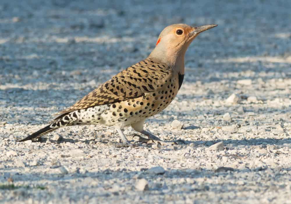 Other Northern Flicker Meanings