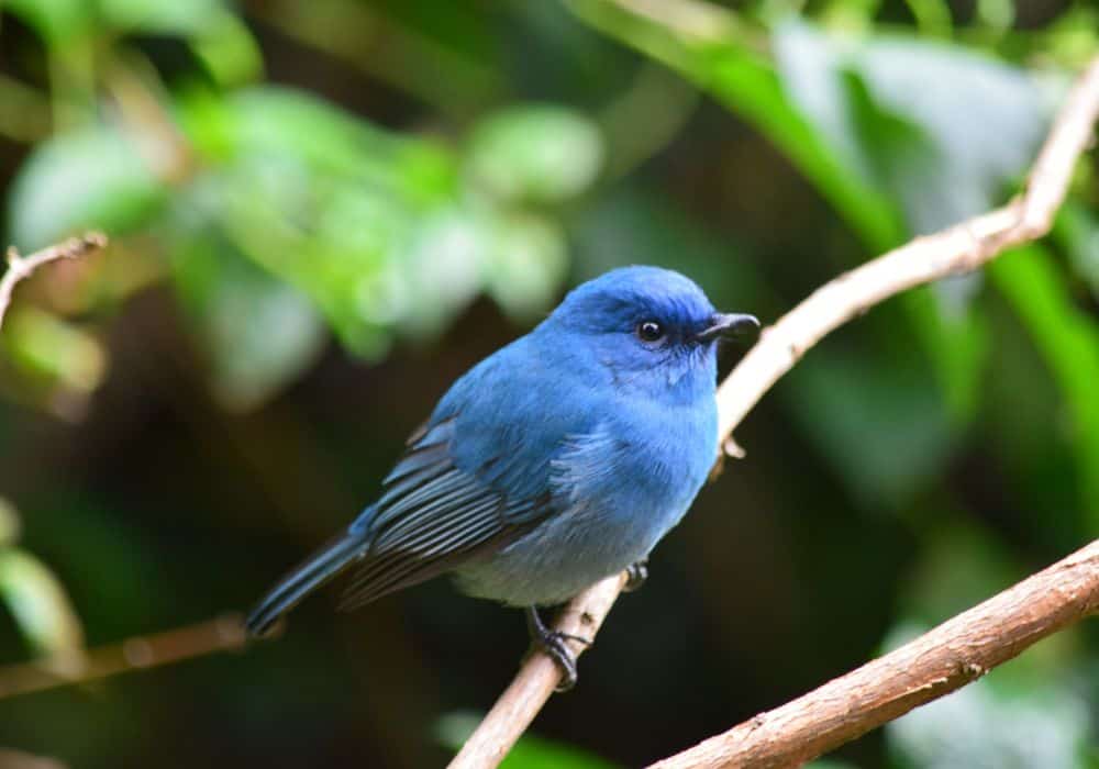 The Meaning of Bluebirds in Different Cultures