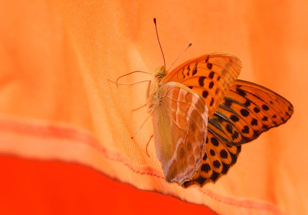 What Does It Mean To See An Orange Butterfly