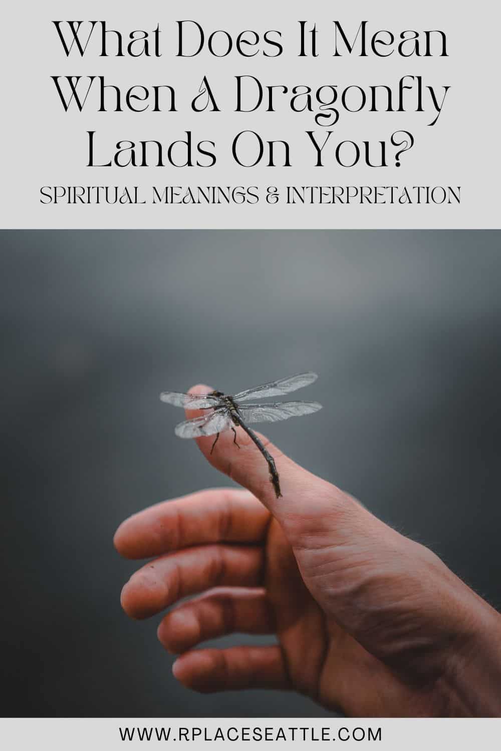 What Does It Mean When A Dragonfly Lands On You (Spiritual Meanings & Interpretation)