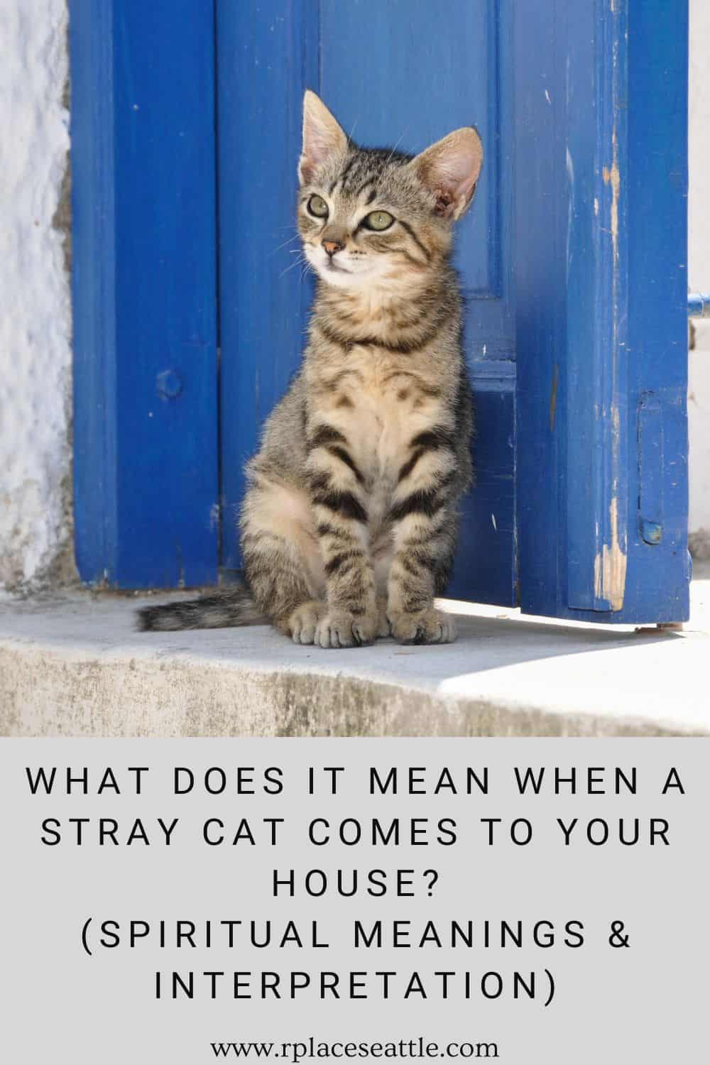 What Does It Mean When A Stray Cat Comes To Your House? (Spiritual Meanings & Interpretation)