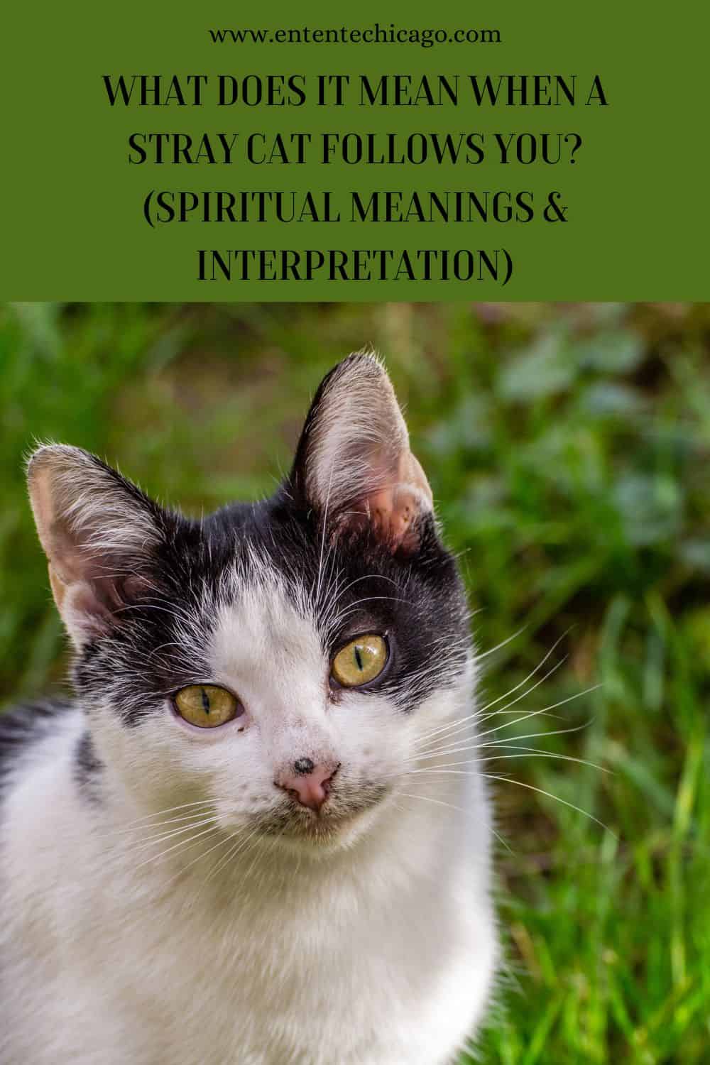What Does It Mean When A Stray Cat Follows You? (Spiritual Meanings & Interpretation)