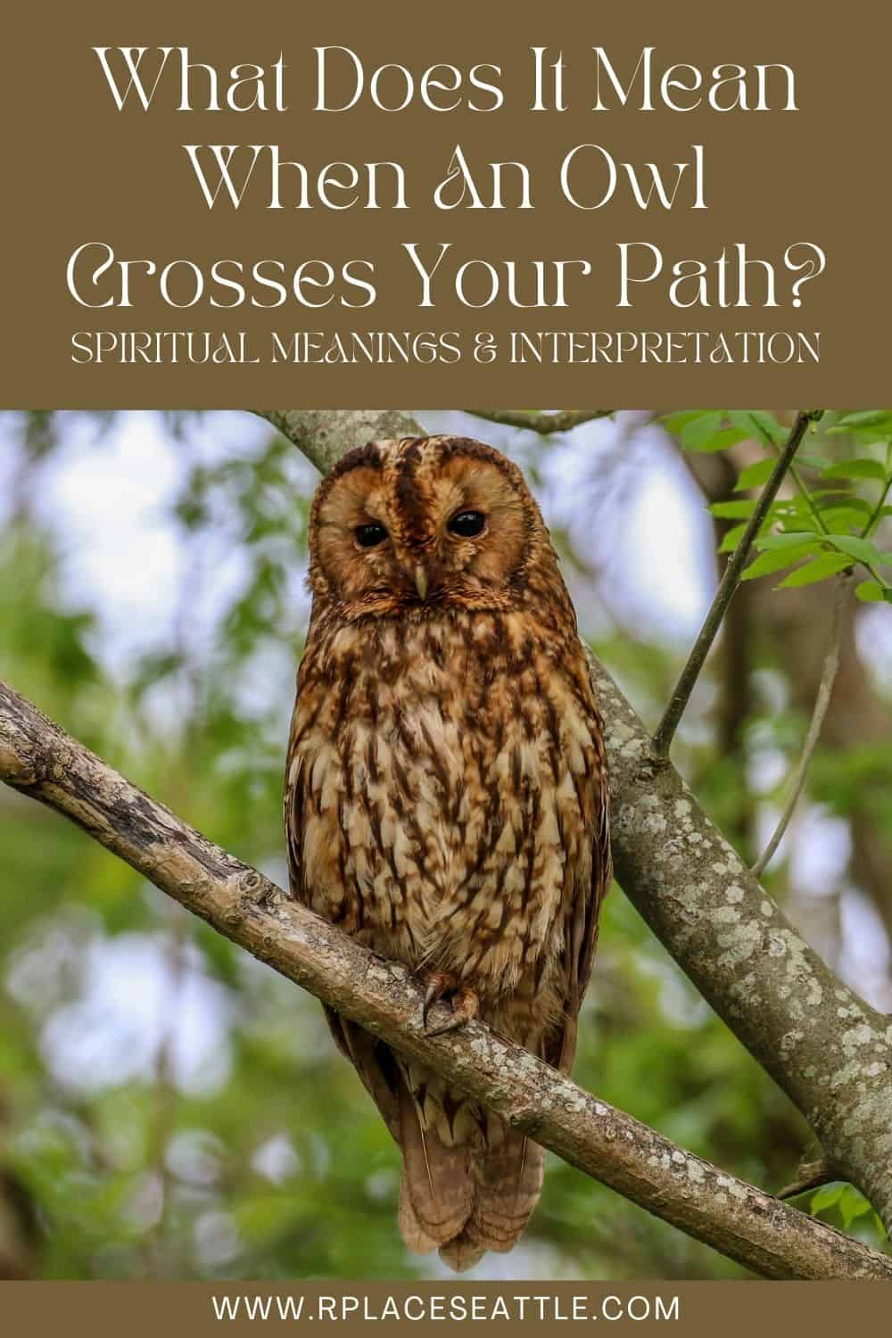 What Does It Mean When An Owl Crosses Your Path (Spiritual Meanings & Interpretation)