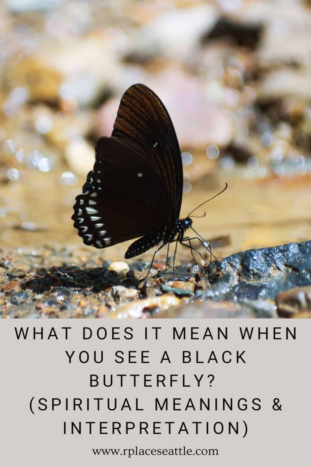 What Does It Mean When You See A Black Butterfly? (Spiritual Meanings & Interpretation)
