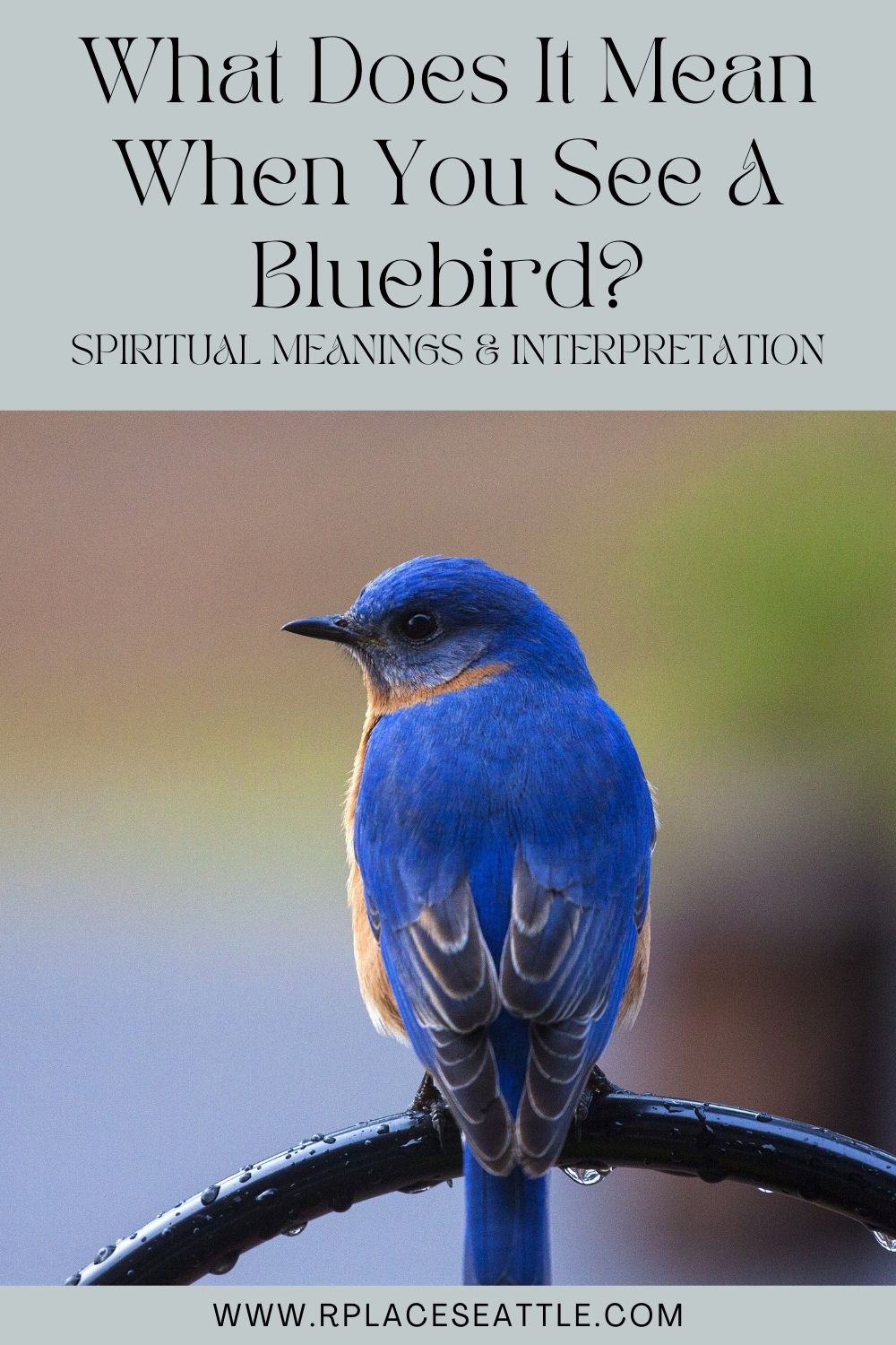 What Does It Mean When You See A Bluebird (Spiritual Meanings & Interpretation)