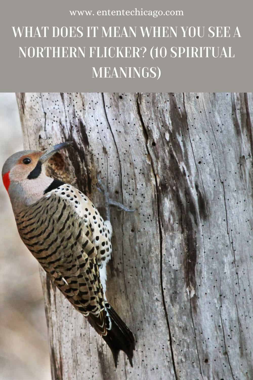 What Does It Mean When You See A Northern Flicker? (10 Spiritual Meanings)