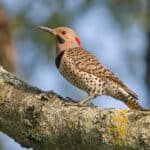 What Does It Mean When You See A Northern Flicker? (10 Spiritual Meanings)