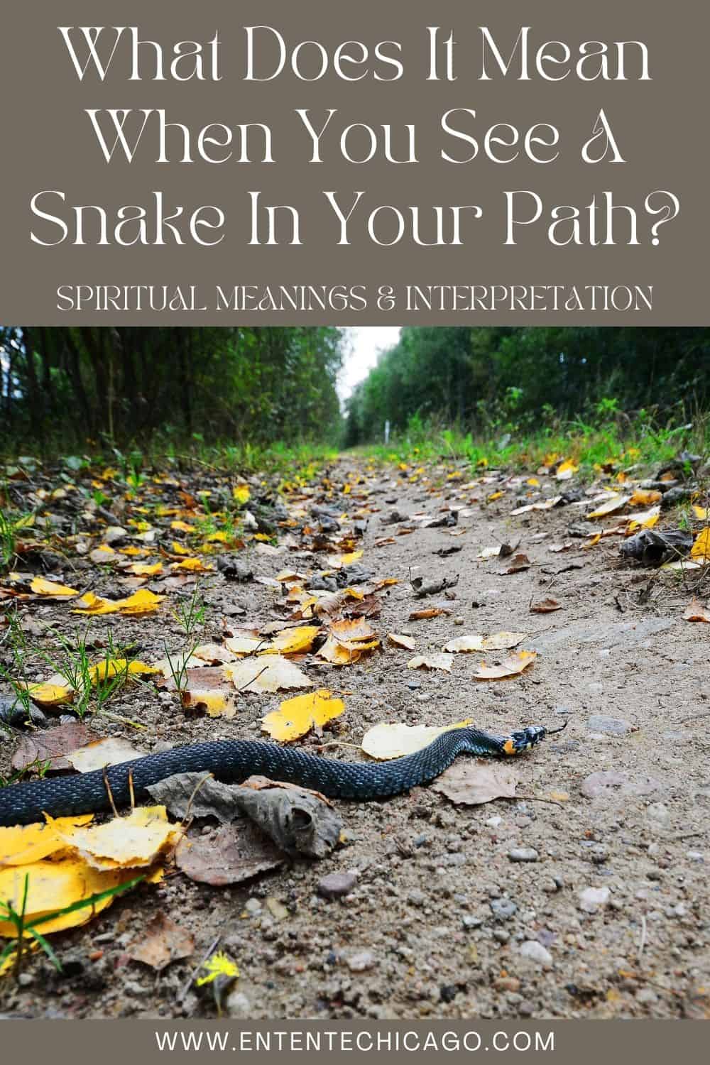 What Does It Mean When You See A Snake In Your Path (Spiritual Meanings & Interpretation)