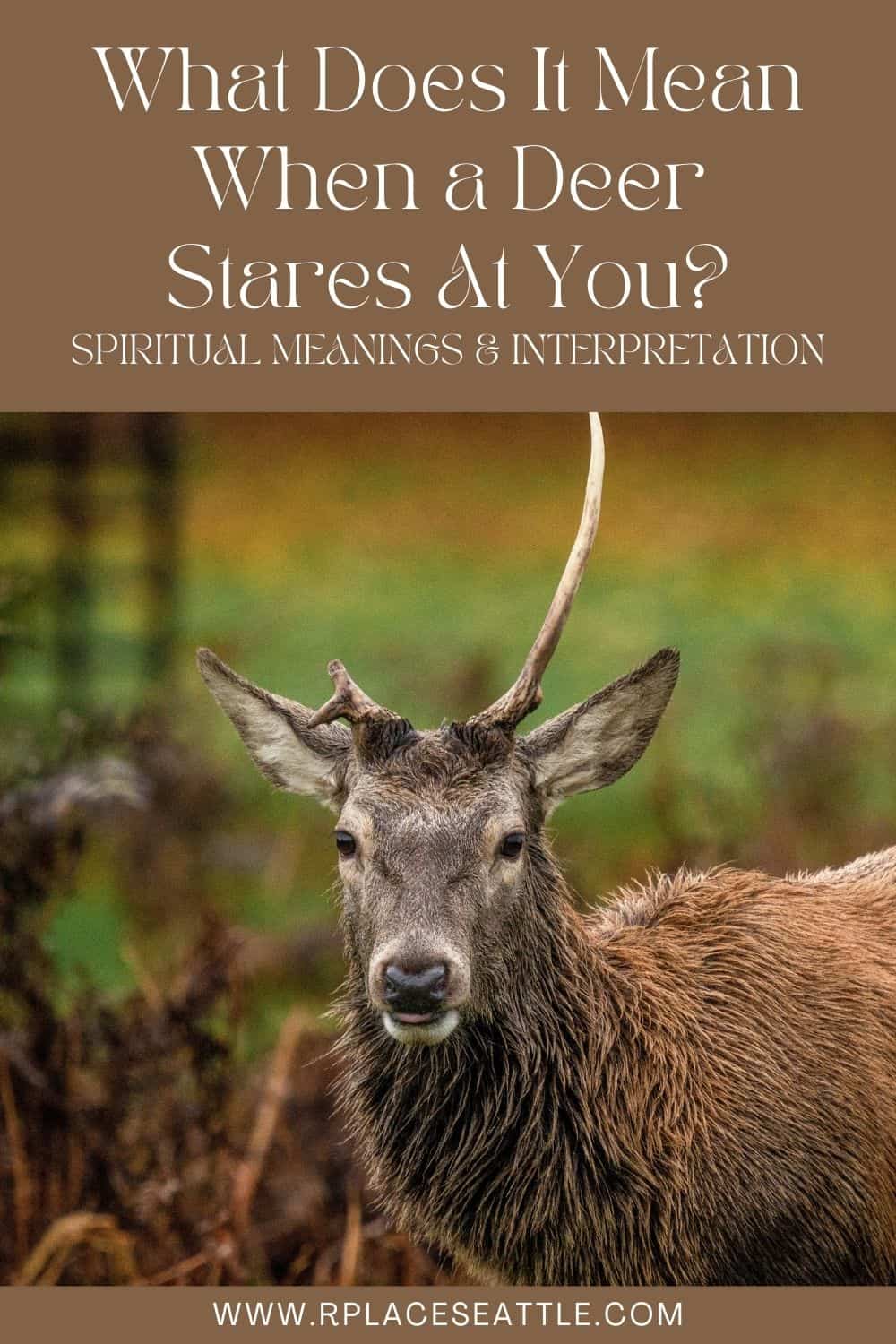 What Does It Mean When a Deer Stares At You (Spiritual Meanings & Interpretation)