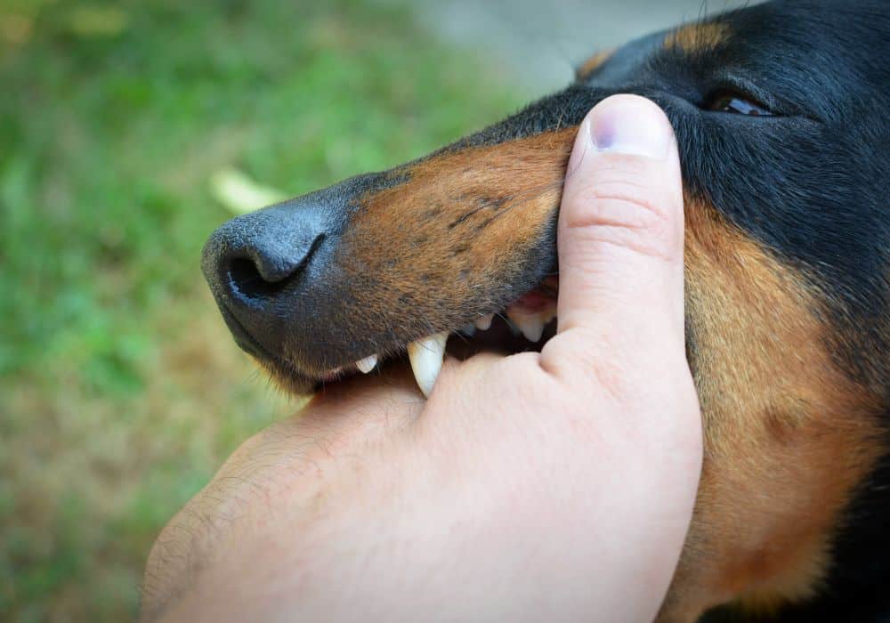 What Dreaming of a Dog Attack Can Say About How You’re Feeling