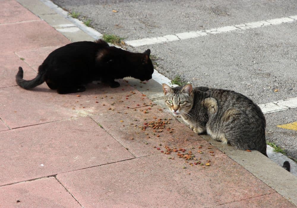 What can you do when a stray cat follows you