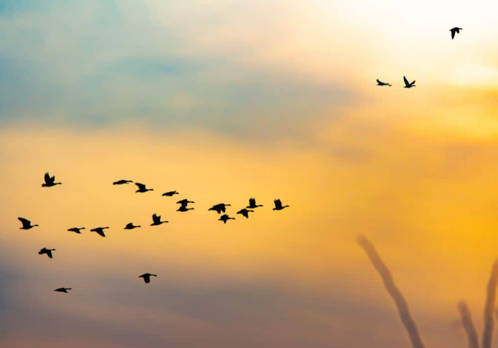What is the spiritual meaning of birds flying in a circle
