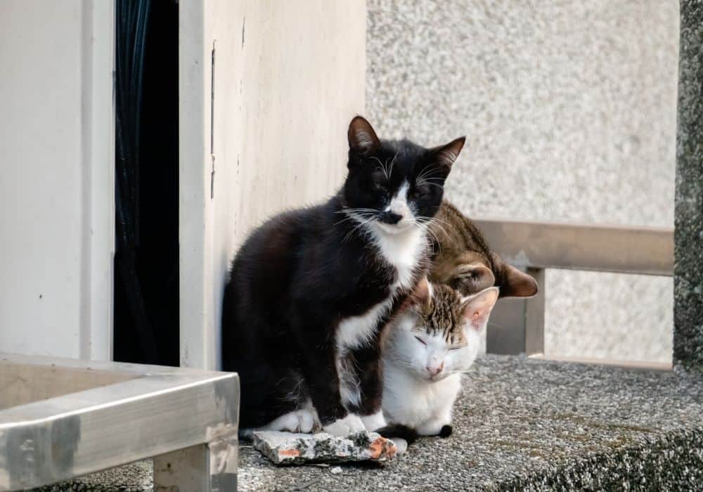 What should you do if a stray cat wanders into your home or property