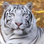 Dream About A White Tiger (Spiritual Meanings & Interpretation)