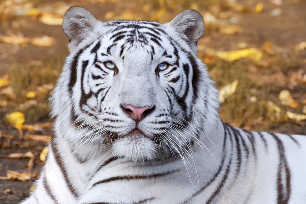 Dream About A White Tiger (Spiritual Meanings & Interpretation)