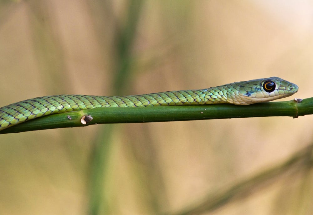 What Does It Mean When You See A Snake In Your Path? (Spiritual Meanings &  Interpretation)