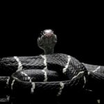 Dream About Black And White Snake (Spiritual Meanings & Interpretation)